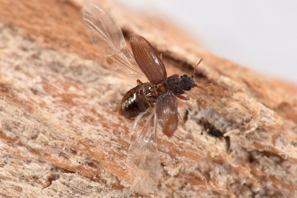 Latridiidae: Latridius sp?